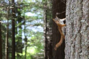 The squirrel